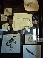 Fosile butte (9).JPG